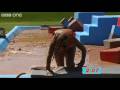 Total Wipeout Preview - What Not To Do - BBC One