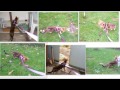 Bob Ffe/Bengal Cat