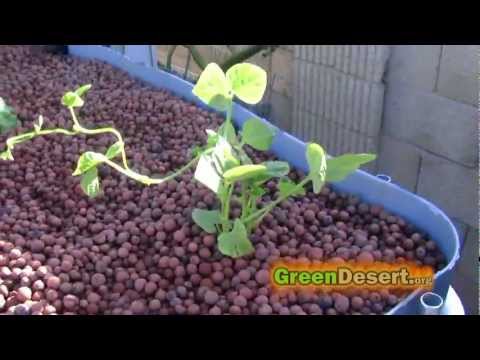 IBC Tote Aquaponics