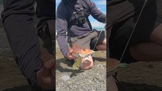 Surfcasting For Gurnard In Canterbury, New Zealand