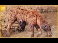 35 Painful Moments! Injured Hyena Fights Wild Animals | Animal Fight