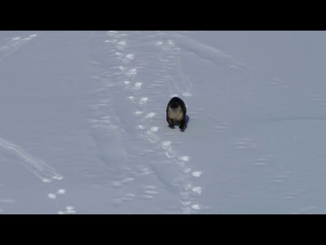 River Otter Sliding Down Snow - Video