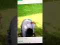 Best Of Cousin Terio Dancing Malek S Vine Oooo Ooooo images Best Of Cousin Terio Dancing Malek S Vine Oooo Ooooo
