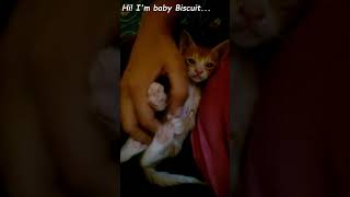 Baby Kitten Enjoys Getting Tickled By Human Mom
