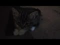 Cartoon funny cats and kittens part1 and sirmeowsalot news