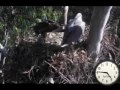 Australian sea eagles Oct 31 evening meal for S2.wmv