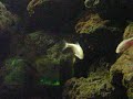 Blind Mexican tetra / Blinder Höhlensalmler @ Kölner Zoo [42/52]