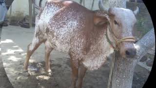 Bapee Yadav