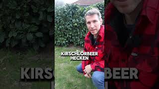 Kirschlorbeer Verbot! #Garten  #Gartenarbeit #Gartentipps