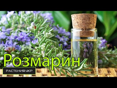 Уход и выращивание розмарина в домашних условиях Уход и выращивание розмарина в домашних условиях