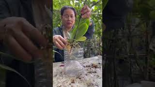 How Mama Judy Repots Her Orchids In Her Diy Planters Try It Out