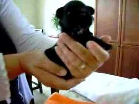 Florida Miniature Schnauzer Puppies For Sale