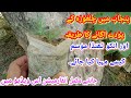 How To Grow Pine Tree From Seed In Hot Whether In Punjab Pakistan In Urdu Hindi