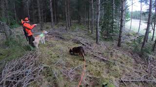 Eftersök beskjuten dovspets