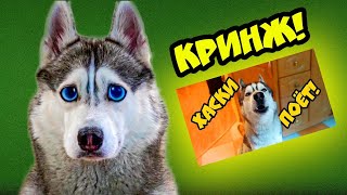 Кринж! Смотрю Свои Первые Видосы На Канале! (Хаски Бандит) Говорящая Собака