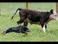 The Australian Cattle Dog
