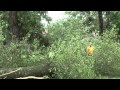 Strom X news Jasper,AL Strom X news Jasper,AL