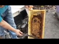 飛來蜜養蜂場採集咸豐草野花蜜過程 飛來蜜養蜂場採集咸豐草野花蜜過程