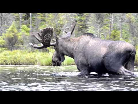 Helldiver Moose 2013 July