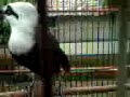 Burung Poksai Gacor Sul images Burung Poksai Gacor Sul