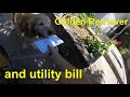 Golden Retriever - the dog who brings mail