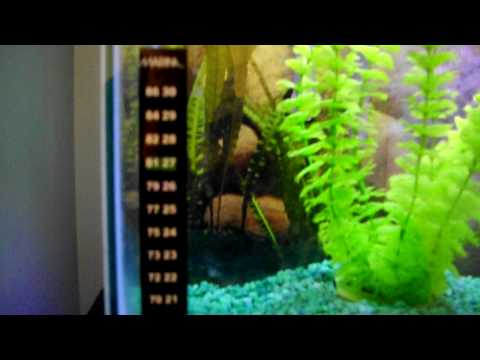 A question about aquarium heaters? This Is A Question About My Broken Aquarium Heater My Site Canadianhotbod1 My Blogger Site...
