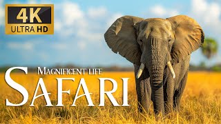Magnificent Life Safari 4K 🐾 Discovery Relaxation Film With Peaceful Relaxing Piano Music & Nature