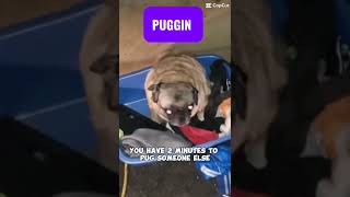 Puggin Funny Pug Dog