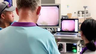 Shinova Veterinary - Equine Endoscope In Hong Kong Jockey Clubcolonix 98V