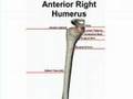 Humerus Structure | RM. Humerus Structure | RM.