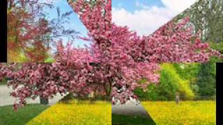 Video Sota un cirerer florit Joan Manuel Serrat