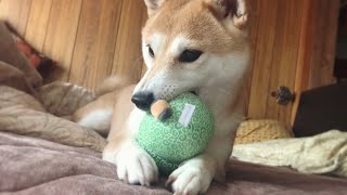 手癖の悪い飼い主からおもちゃを守る柴犬 Dog won't let me take her toy