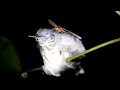 Moth Drinking Tears of a Sleeping Bird