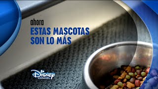 Disney Channel España: Estas Mascotas Son Lo Más (Cortinillas) (Logo 2015)