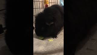 Piggy Eating A Cuber