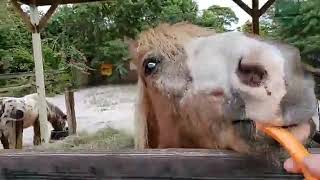 LaPorte Farm LIVE | 1-20-2020