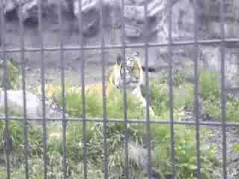 旭山動物園　アムールトラ