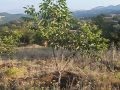 ΦΥΤΩΡΙΟ ΚΑΡΥΔΙΑΣ ΣΑΡΓΙΩΤΗ ΠΡΑΣΙΝΟ ΚΛΑΔΕΜΑ ΚΑΡΥΔΙΑΣ (6937327107)