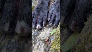The Black Beast Is Back Dangerous Dog Breed