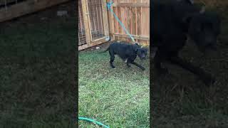 Bulldog Game Bred Apbt