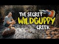 The secret WILD GUPPY CREEK - 100.000 guppy fish | Planted Tank