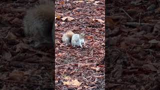 Wild Squirrels Squishy Is Back To Fill The Cheeks