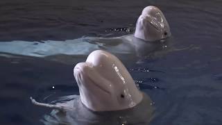 Beluga whale sanctuary - preparing for the flight to Iceland