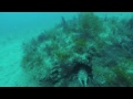 Wilmington NC spearfishing 110' 40 miles out Lobster,Grouper