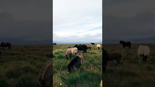 Horses Eating Gr