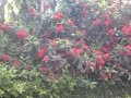 Dhaka Park Scandal At Beautiful View Enjoy images Dhaka Park Scandal At Beautiful View Enjoy