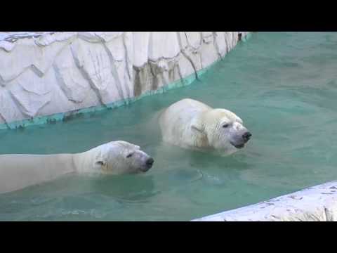 名古屋市 東山動植物園の動物たち