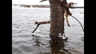 Видео Москва река. Лыткарино. Зимний спиннинг. Окунь, Щука. от Сергей Шифрин, Лыткарино, Россия