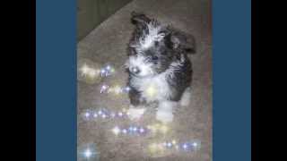 Watch Patti Page How Much Is That Doggie In The Window video