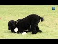 Introducing the Newest Obama - Sunny